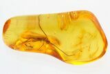 Detailed Fossil Caddisfly (Trichoptera) In Baltic Amber #310959-1